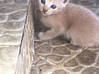 Photo de l'annonce Donne chaton femelle Martinique #3