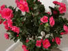 Photo for the classified artificial flowers shrub Saint Martin #0