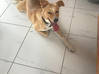 Photo de l'annonce Donne magnifique chien cocotier Saint Barthélemy #1