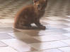 Photo de l'annonce Donne 4 chatons Martinique #1