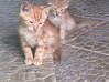 Photo de l'annonce Donne 4 chatons Martinique #3