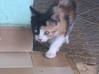 Photo de l'annonce Donne 4 chatons Martinique #4
