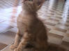 Photo de l'annonce Donne 4 chatons Martinique #0