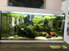 Photo de l'annonce Aquarium de 90 litres planté avec poissons Saint Barthélemy #0