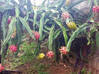 Photo de l'annonce Pitaya (fruit du dragon) Martinique #0
