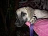 Photo de l'annonce Puppy girl for adoption Saint-Martin #0