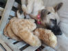 Photo de l'annonce Puppy girl for adoption Saint-Martin #1