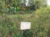 Photo de l'annonce Terrain un hectare Carapa, raccordement. Montsinéry-Tonnegrande Guyane #1