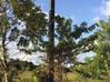 Photo de l'annonce Terrain un hectare Carapa, raccordement. Montsinéry-Tonnegrande Guyane #2