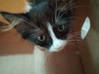 Photo de l'annonce Donne petit chat femelle trouvé Guadeloupe #1