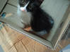Photo de l'annonce Donne petit chat femelle trouvé Guadeloupe #0