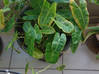 Photo de l'annonce plantes vertes Saint-Martin #2