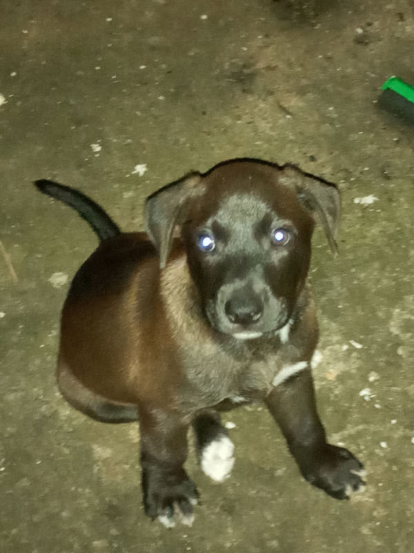 Donne 3 chiots Chien Guadeloupe • Cyphoma