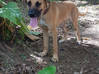 Foto do anúncio O cachorro acha que adotar. Guiana Francesa #0