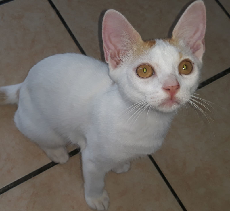 Plus de 400 chat donne 718065Chat donner bordeaux