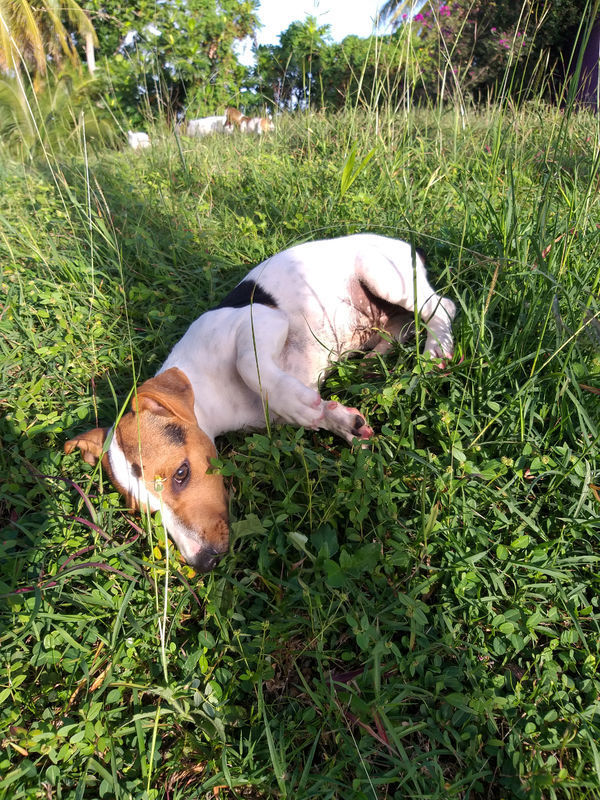 Chiots jack russell Chien Guadeloupe • Cyphoma