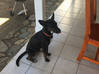 Photo de l'annonce Donne chien cocotier Saint-Martin #1