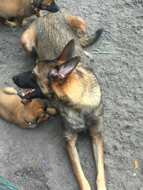 Chiots Berger Belge Malinois Chien Martinique Cyphoma
