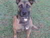 Photo for the classified Cocotier Malinois to adopt VERY QUICK Saint Martin #1