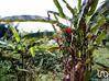Photo de l'annonce Terrain agricole 40 248 m² Salazie La Réunion #4