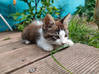 Photo for the classified Donne 2 adorable chatons (gratuit) Saint Martin #4