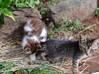 Photo for the classified Donne 2 adorable chatons (gratuit) Saint Martin #0