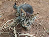 Photo for the classified Donne 2 adorable chatons (gratuit) Saint Martin #6