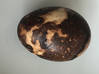 Photo for the classified TERRA egg Saint Martin #0