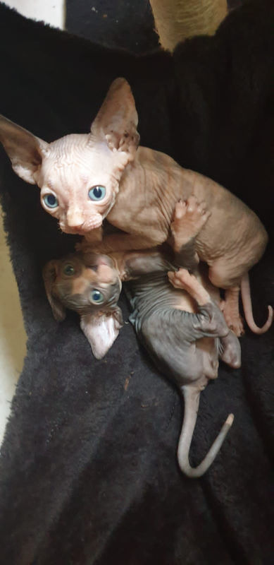 Chatons Sphynx Chat Sint Maarten Cyphoma