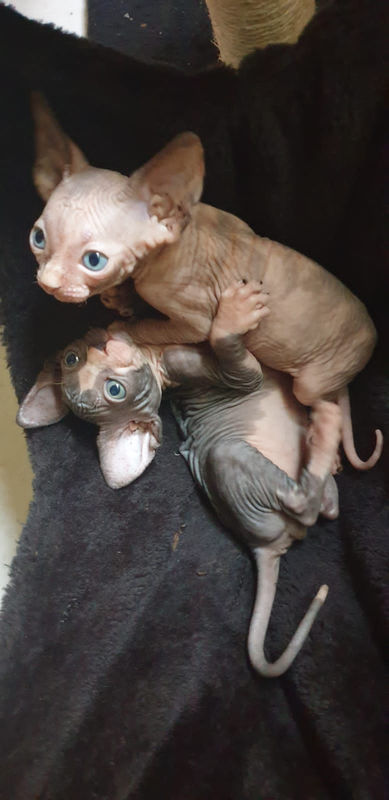 Chatons Sphynx Chat Sint Maarten Cyphoma