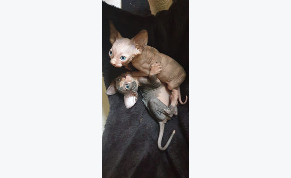 Chatons Sphynx Chat Sint Maarten Cyphoma