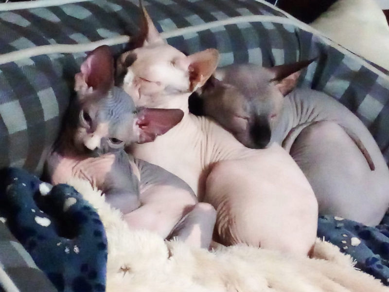 Chatons Sphynx Chat Sint Maarten Cyphoma