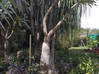 Photo de l'annonce Palmiers de Madagascar ou pachypodiums Guadeloupe #2
