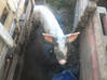 Photo de l'annonce Cochon femelle Guadeloupe #1