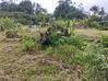 Photo de l'annonce Terrain Agricole 1252m2 24 900Eur Fai ... Roura Guyane #6