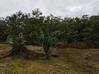 Photo de l'annonce Terrain Agricole 1252m2 24 900Eur Fai ... Roura Guyane #7