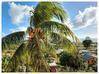 Photo de l'annonce Bas De Villa T3 Avec Terrasse Vue Mer... Le Diamant Martinique #11