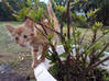 Photo for the classified Kitten Male Red Tigray Saint Martin #0
