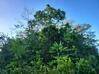 Photo de l'annonce Terrain agricole à 7.70Eur / m2 Montsinéry-Tonnegrande Guyane #2