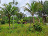 Photo de l'annonce Montsinery Tonnegrande terrain -... Montsinéry-Tonnegrande Guyane #31