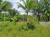 Photo de l'annonce Montsinery Tonnegrande terrain -... Montsinéry-Tonnegrande Guyane #33