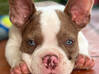 Photo for the classified American Bully Puppy Saint Martin #1