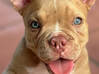 Photo for the classified American Bully Puppy Saint Martin #2