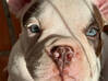 Photo for the classified American Bully Puppy Saint Martin #0