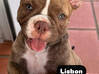 Photo for the classified American Bully Puppy Saint Martin #3