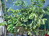 Photo for the classified Soursop plant (soursop) Saint Martin #0