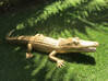 Photo de l'annonce Crocodile Géant Sint Maarten #1