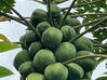 Photo for the classified Papayas and Flower Bouquets for Medicinal Tea Saint Martin #0