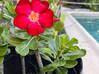 Photo de l'annonce roses du désert rouge ou rose Saint-Martin #1