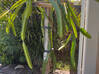 Photo for the classified Dragon Fruit with Fruit on the Tree Saint Martin #1